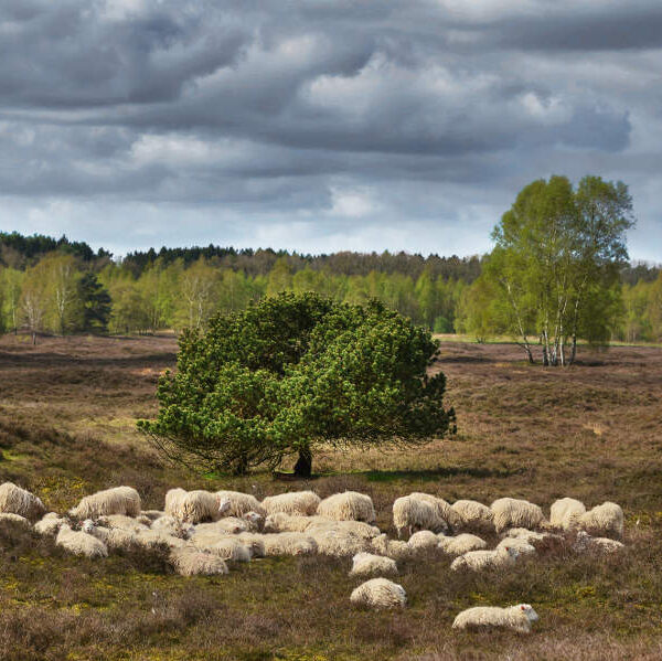Schafe im Naturpark Wildeshauser Geest © VDN-Fotoportal/H. Schier
