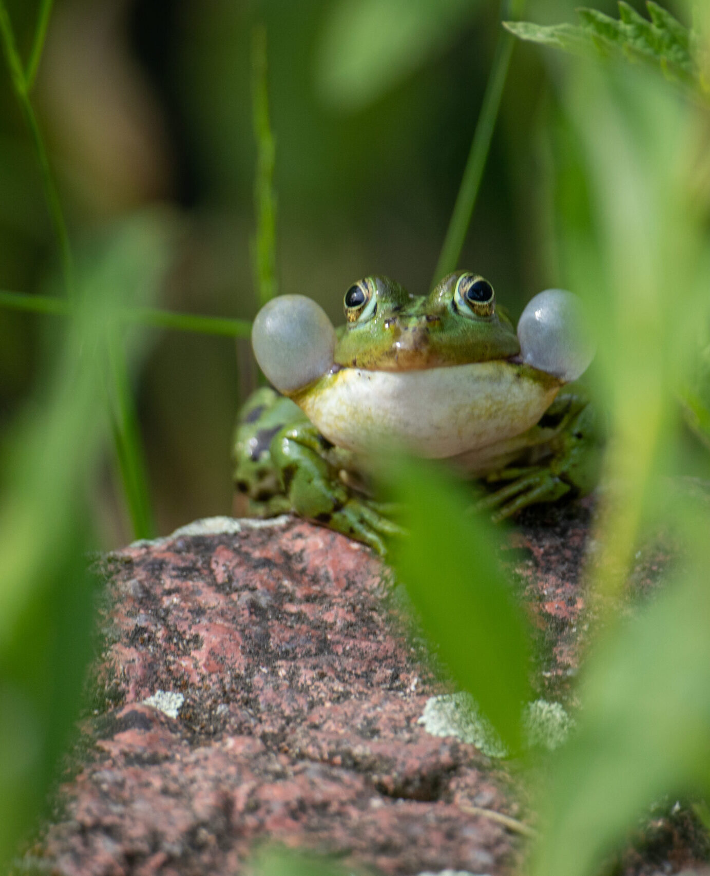 Eindrucksvoller Teichfrosch © Johannes Müller