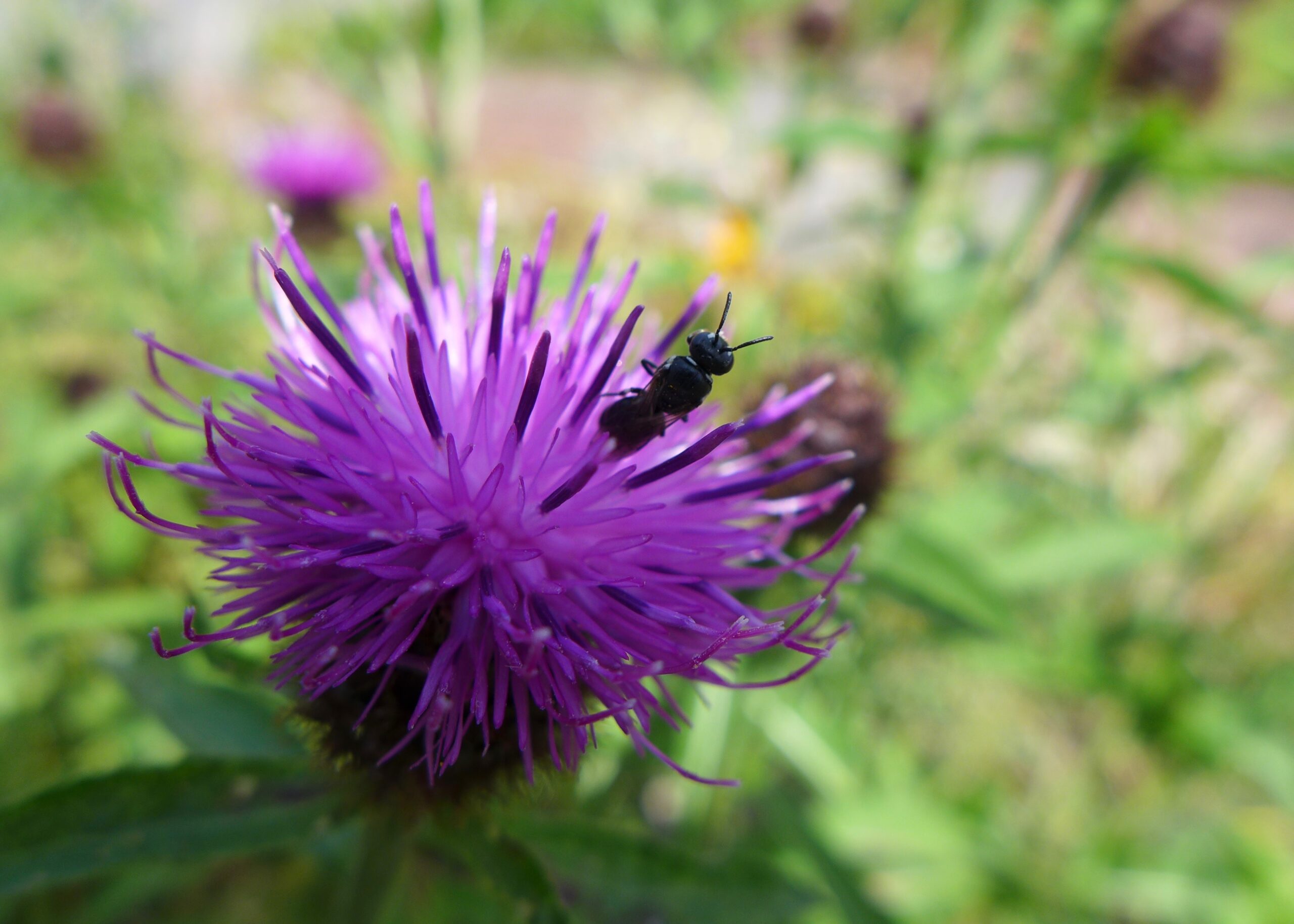 Herbsttagung „Auf sechs Beinen durch´s Biosphärenreservat“