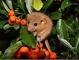 Natur erleben im Biosphärenreservat: 14.Haselmauscamp