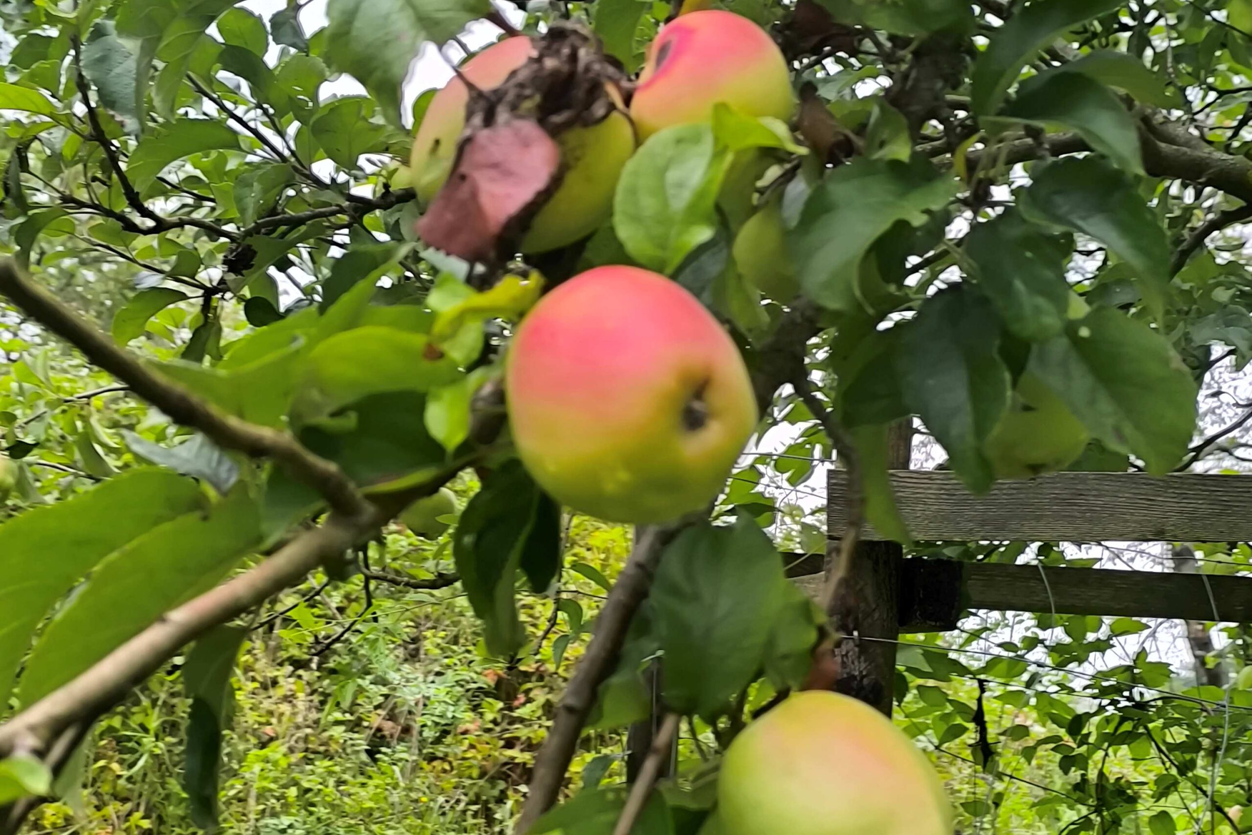 Obstsortenbestimmung